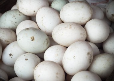 Organik ördek yumurta