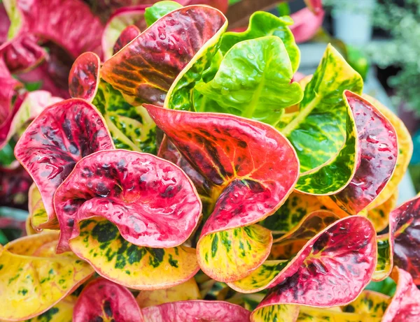 Colorido de folhagem tropical — Fotografia de Stock