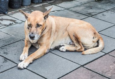 Eski Tay köpek büyük bir şehirde, Bangkok, Tayland