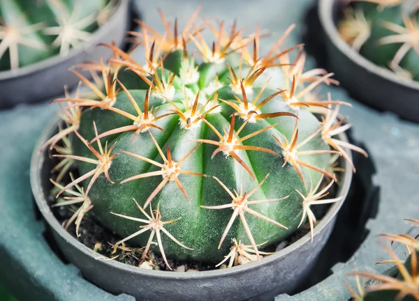 Primo piano succulento del cactus — Foto Stock