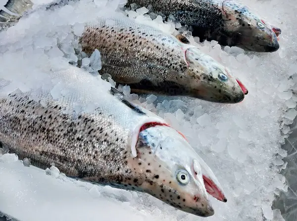 Salmão Fresco Gelo Vender Supermercado Mercado Frutos Mar Salmão Inteiro — Fotografia de Stock