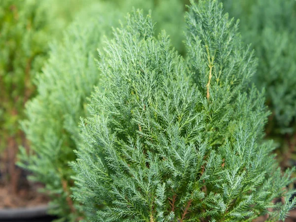 Cypress Branch Sprigs Cypress Christmas Evergreen Tree Selective Focus — Stock Photo, Image