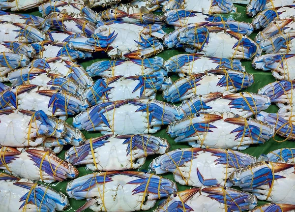 Crabul Albastru Proaspăt Sau Crabul Thailandez Sunt Legate Benzi Cauciuc — Fotografie, imagine de stoc