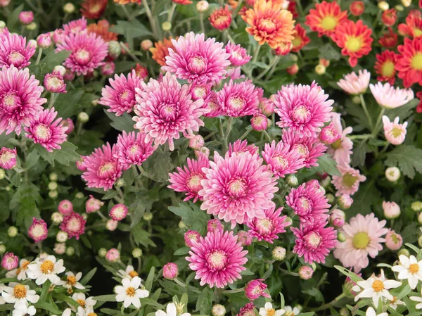Färgglada Rosa Daises Blommor Parken Blommor För Trädgårdsodling — Stockfoto