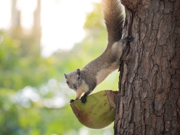 Cute Forest Squirrel Came Tree Eat Food Villagers — Stock Photo, Image