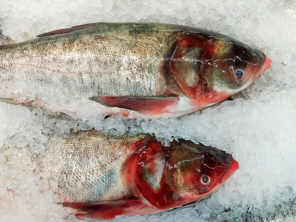 魚介類市場での氷の販売に新鮮な魚 魚介類生魚 — ストック写真