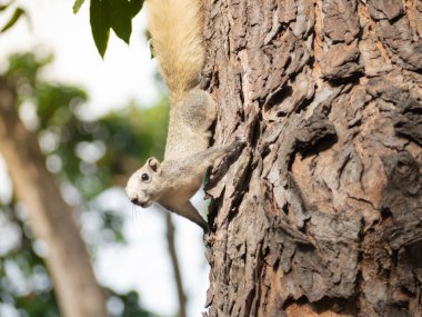 Ağaçtan tatlı orman sincabı indi..