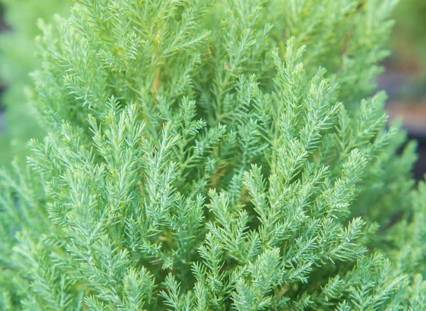 Cypress Branch Christmas Evergreen Tree Selective Focus — Stock Photo, Image