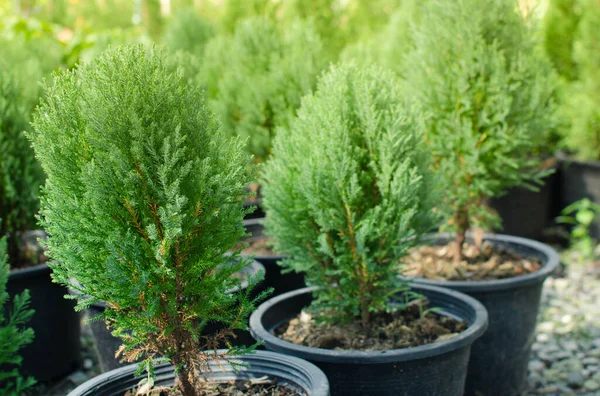Cypress Branch Christmas Evergreen Tree Selective Focus — Stock Photo, Image