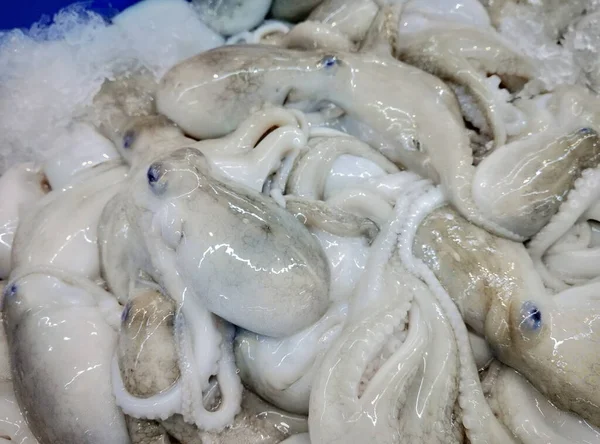 Fresh Marbled Octopus Prepared Sell Seafood Market — Stock Photo, Image