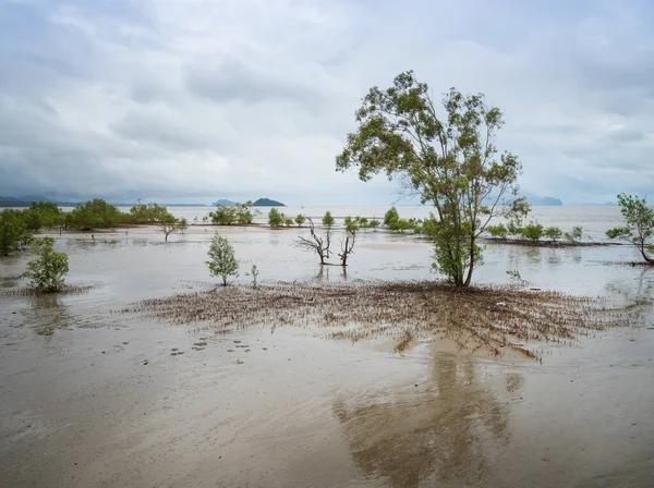 Mangrove Skog När Havsvattnet Avtar Södra Provinserna Thailand — Stockfoto