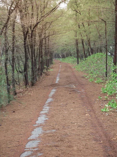 On the dirt road entering the village along the road is a pine forest in the southern part of Thailand.