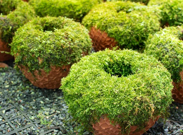 Beautiful Green Bushes Pots Garden Decoration — Stock Photo, Image