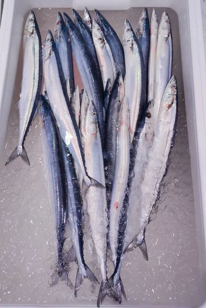 Vers Sanma Japanse Makreelvis Een Ijskast Klaar Vismarkt Worden Verkocht — Stockfoto