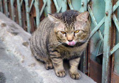 Dev Tay kedi. Açık havada