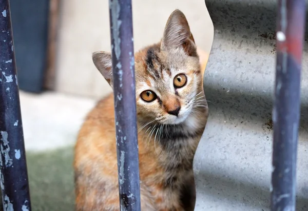 Τιγρέ γατάκι της Ταϊλάνδης. σε εξωτερικούς χώρους — Φωτογραφία Αρχείου