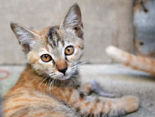 Adorable meowing tabby thai kitten. — Stock Photo, Image