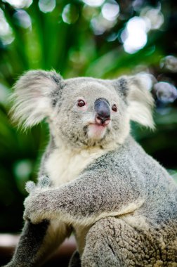 Koala on a tree with bush green background clipart