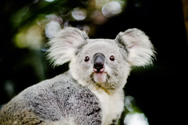 Koala su un albero con sfondo verde cespuglio — Foto Stock