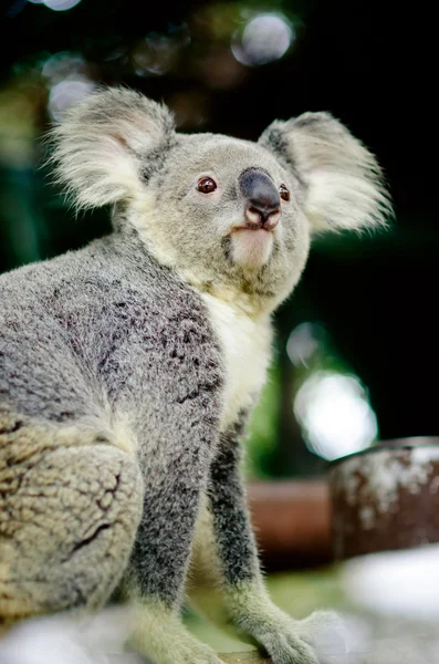 bir ağaç üzerinde Koala