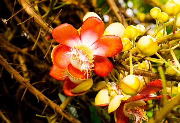 Bela árvore de canhão tropical (Couroupita guianensis ) — Fotografia de Stock