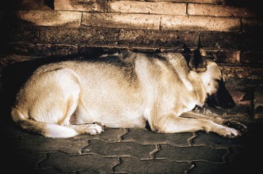 Tuğla katta uyuyan eski ağır siklet köpek