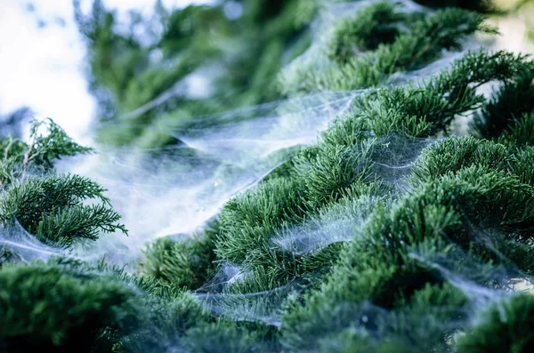 Cobweb On The Pine — Stock Photo, Image