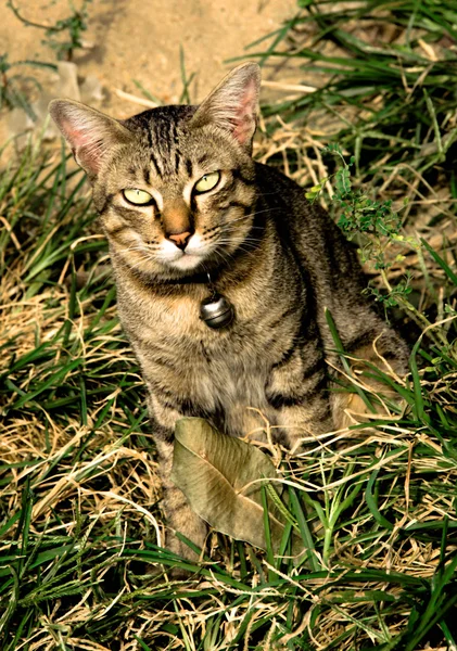 Randig katt på gräs — Stockfoto