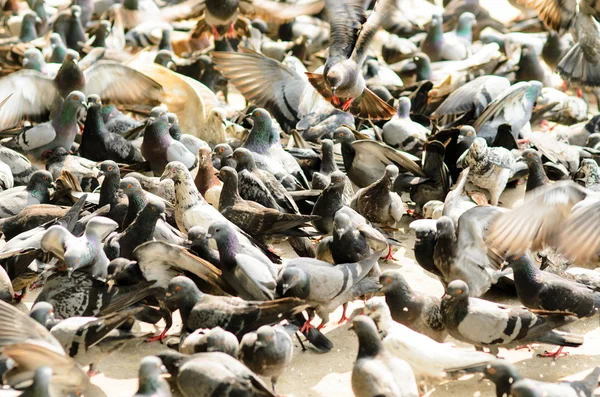 Pigeons waiting for feed at street. Bangkok, Thailand — Stock Photo, Image