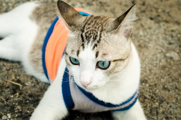 Thailändska blåögda katt — Stockfoto