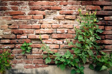 Çalılar ile eski tuğla duvar arka plan