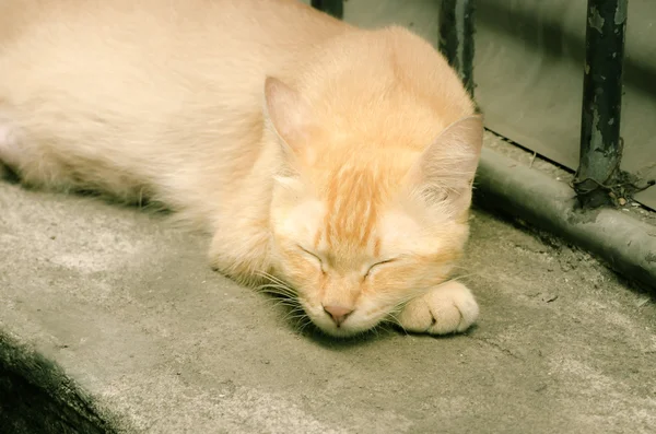 Ginger cat, sweet dreams — Stock Photo, Image