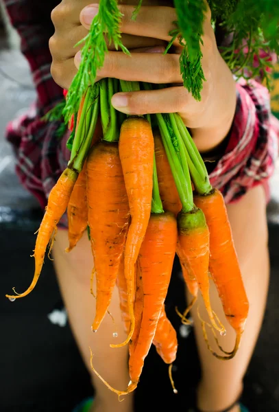 Hands holding raw fresh carrots