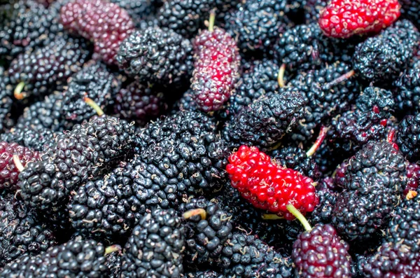 Close up for group of organic mulberry — Stock Photo, Image