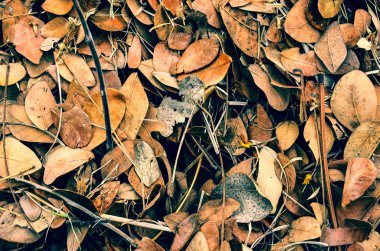 Arka plan düşen yapraklar soyut