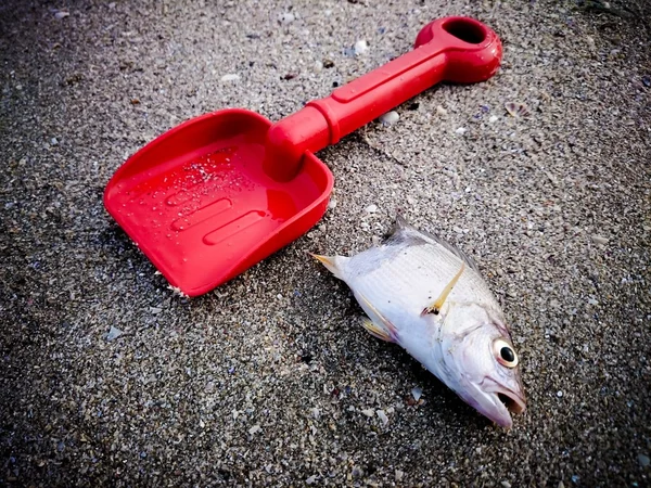 Peces muertos en la playa. Concepto de contaminación del agua —  Fotos de Stock