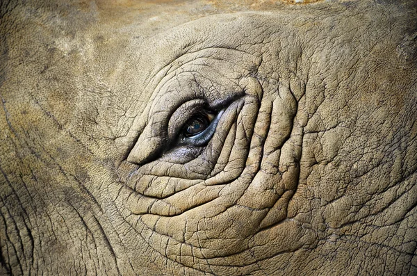 Ojo del animal con foco en el ojo —  Fotos de Stock