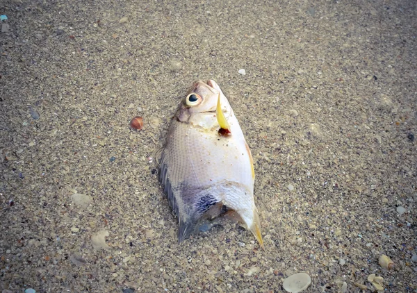 Peixe morto na praia. Conceito de poluição da água — Fotografia de Stock