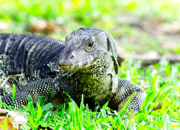 Vody monitor ještěrka — Stock fotografie