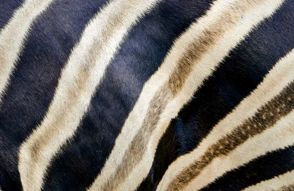 Zebra Fur — Stock Photo, Image