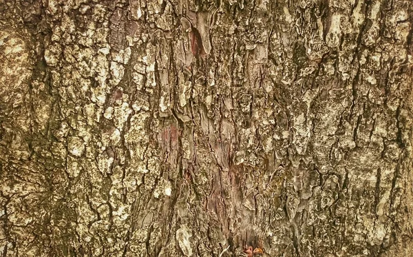Tree bark for texture and background — Stock Photo, Image