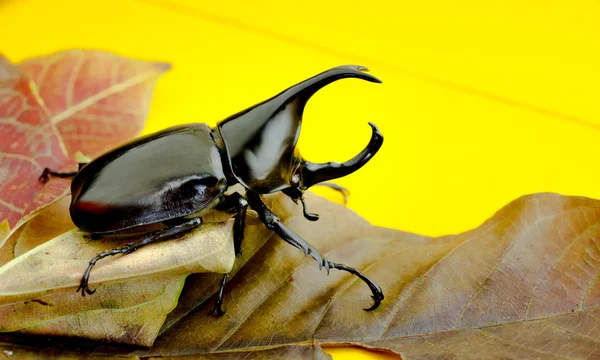 Крупный план боевого жука (жука-носорога) на желтом столе — стоковое фото