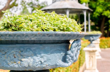 Çalılar bir parkta mavi pot