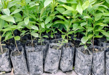 Genç bitkilerde çanta