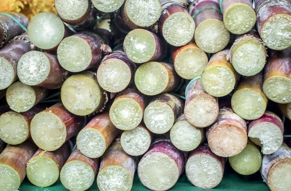 Fresh sugar cane varieties — Stock Photo, Image