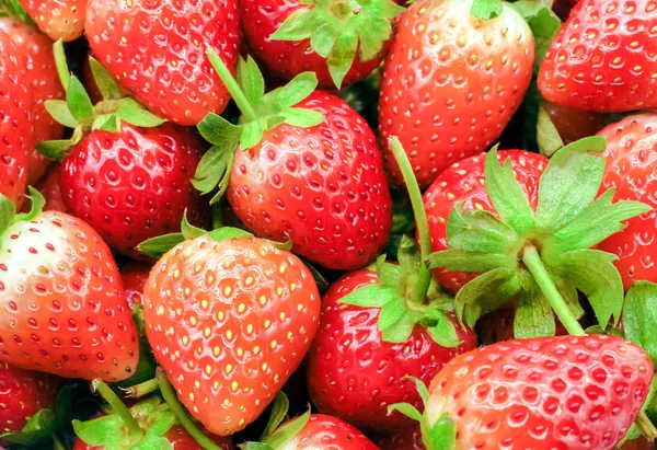 Frische Erdbeeren vom Bauernhof — Stockfoto
