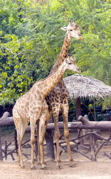 Genç zürafalar Dusit Hayvanat Bahçesi'nde. Bangkok, Tayland — Stok fotoğraf