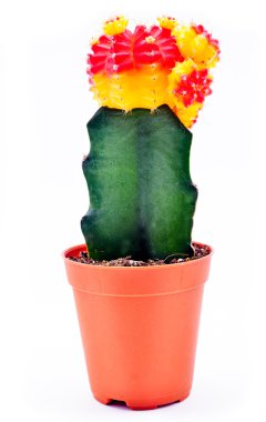 Gymnocalycium mihanovichii (kaktüs sarı ve kırmızı)