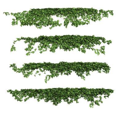 ivy leaves isolated on a white background. clipart
