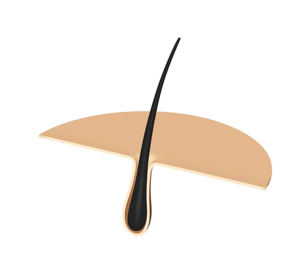 Hair follicle .cross section. Stock Photo by ©photo5963 102795306